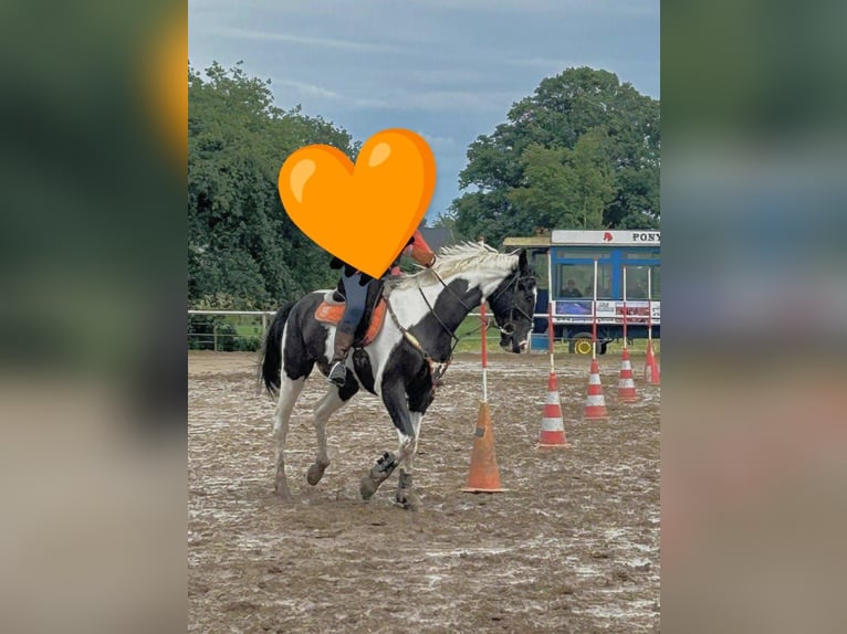 Inne konie gorącokrwiste Wałach 7 lat 170 cm Srokata in Rinteln