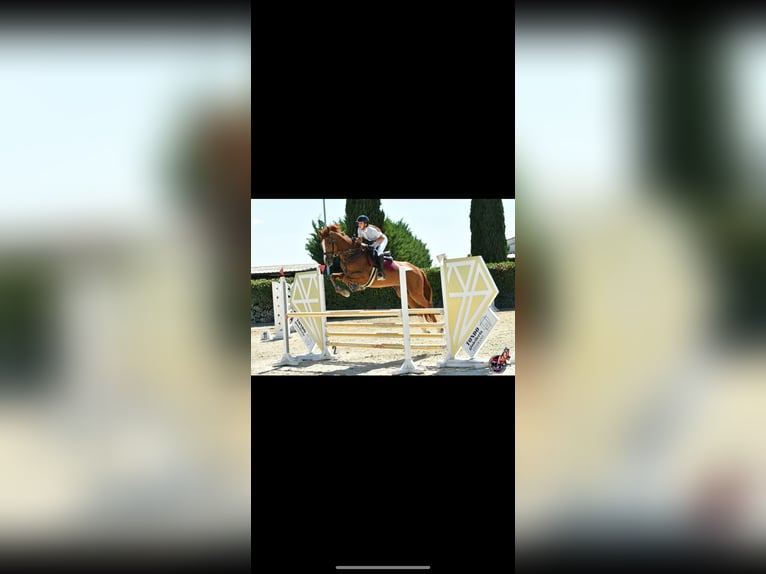 Inne konie gorącokrwiste Wałach 7 lat 176 cm Kasztanowata in Gallipoli