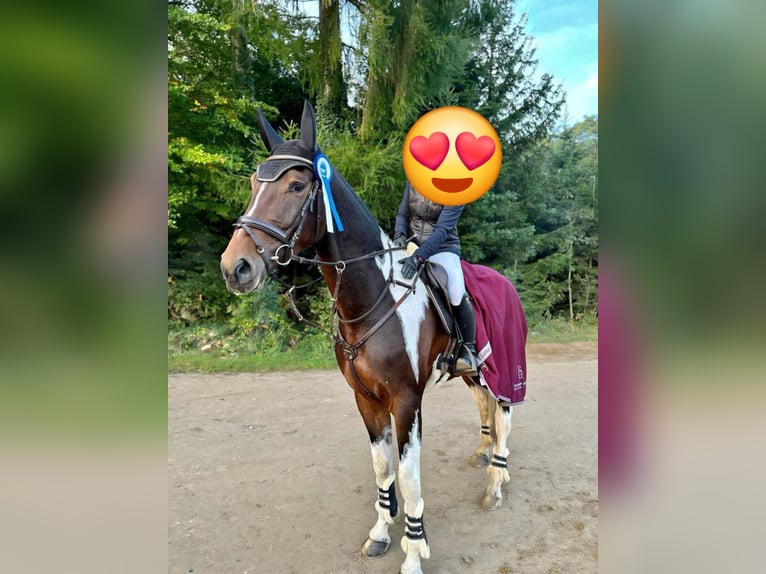 Inne konie gorącokrwiste Wałach 7 lat 178 cm Srokata in Ligist