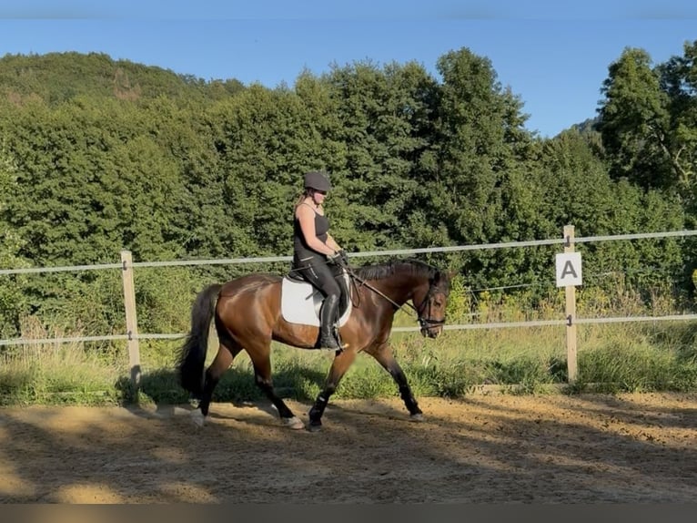 Inne konie gorącokrwiste Mix Wałach 8 lat 151 cm Gniada in Hechingen
