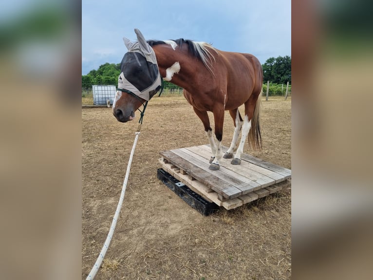 Inne konie gorącokrwiste Wałach 8 lat 157 cm Srokata in Putzing