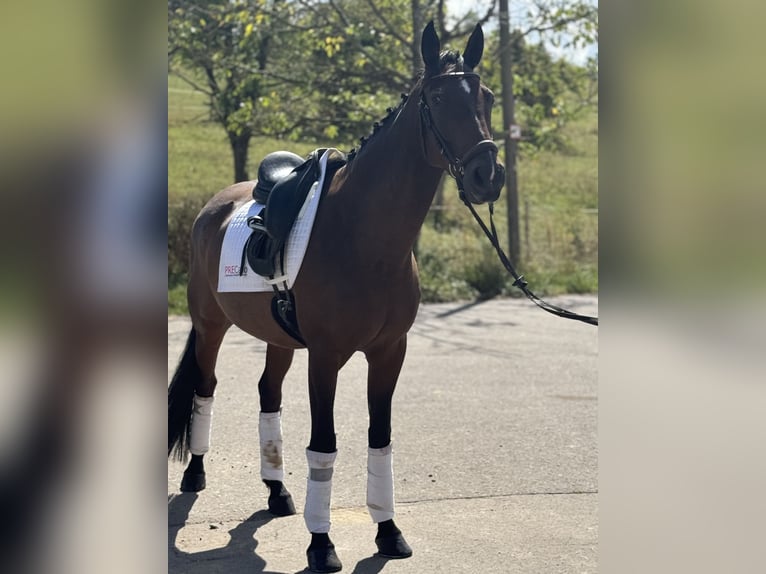 Inne konie gorącokrwiste Wałach 8 lat 160 cm Ciemnogniada in Saarbrücken