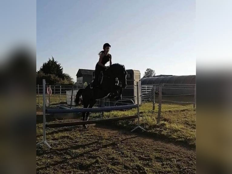 Inne konie gorącokrwiste Wałach 8 lat 160 cm Ciemnogniada in Saarbrücken