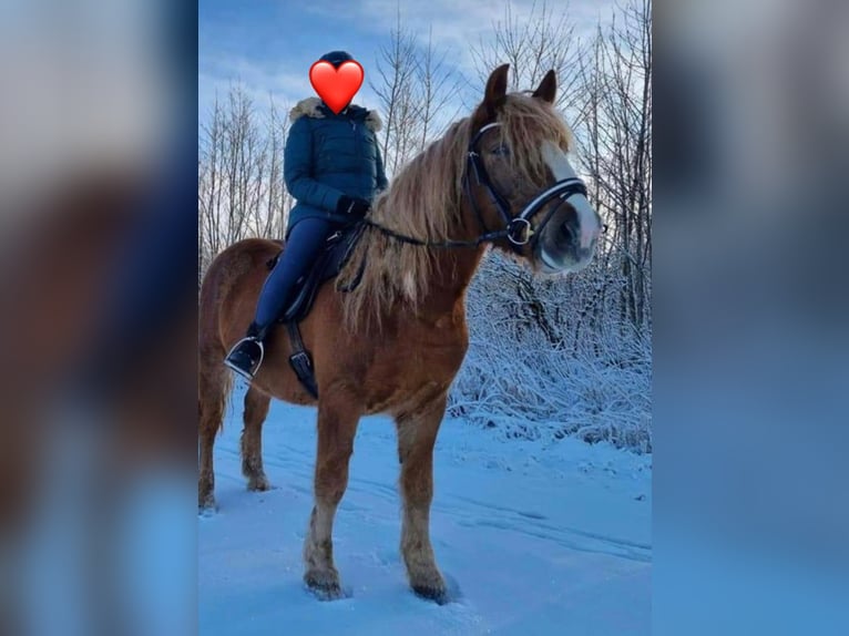 Inne konie gorącokrwiste Wałach 8 lat 160 cm Ciemnokasztanowata in Ulrichstein