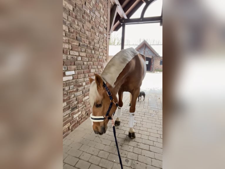 Inne konie gorącokrwiste Wałach 8 lat 163 cm Izabelowata in Niederkrüchten