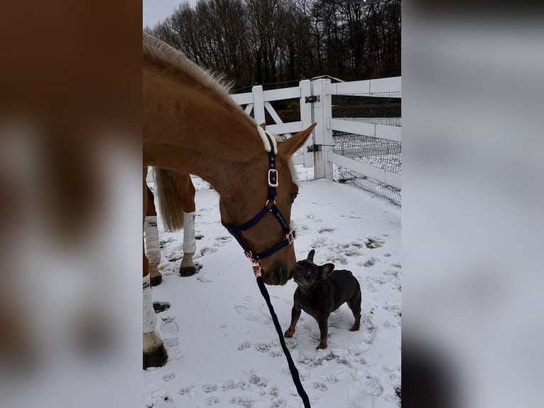 Inne konie gorącokrwiste Wałach 8 lat 163 cm Izabelowata in Niederkrüchten