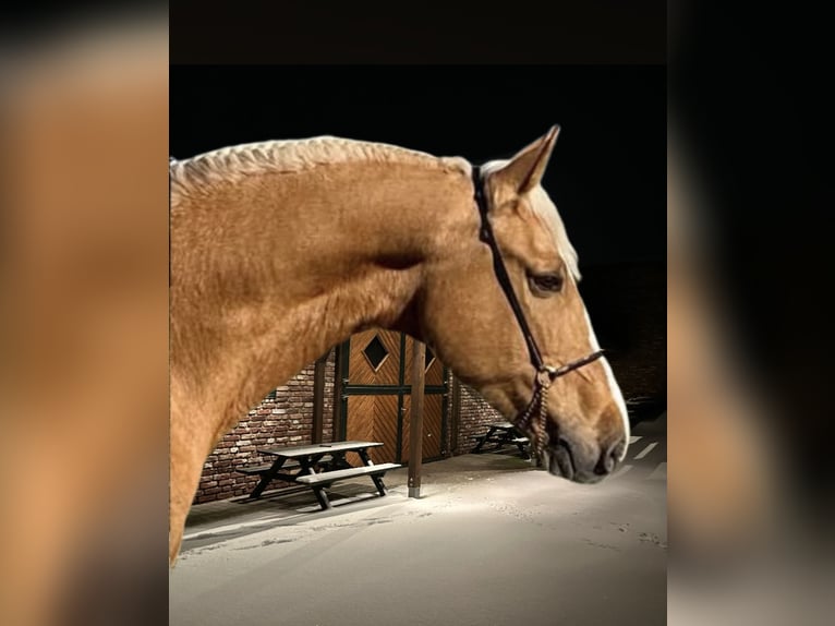 Inne konie gorącokrwiste Wałach 8 lat 163 cm Izabelowata in Niederkrüchten