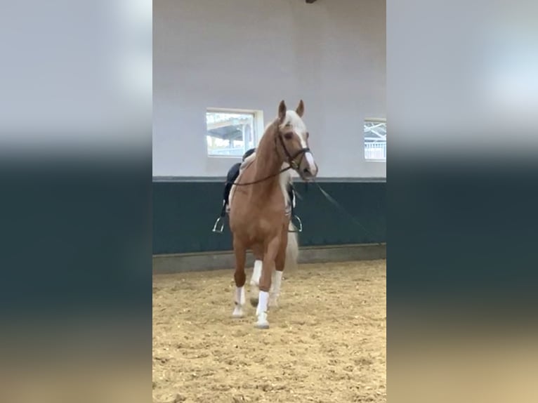 Inne konie gorącokrwiste Wałach 8 lat 163 cm Izabelowata in Niederkrüchten