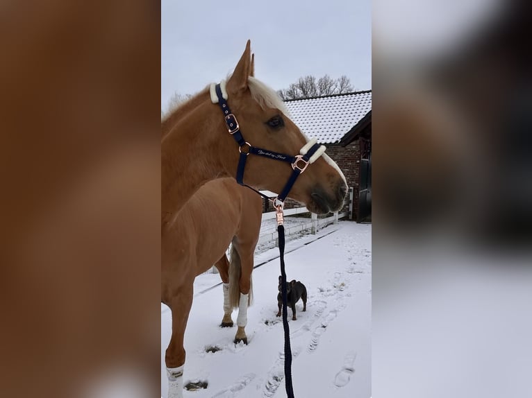 Inne konie gorącokrwiste Wałach 8 lat 163 cm Izabelowata in Niederkrüchten