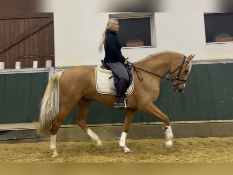 Inne konie gorącokrwiste Wałach 8 lat 163 cm Izabelowata in Niederkrüchten