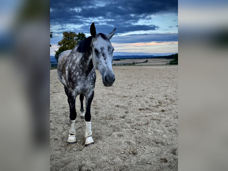 Inne konie gorącokrwiste Wałach 8 lat 180 cm Formy Brown Falb in Bad Neuenahr-Ahrweiler