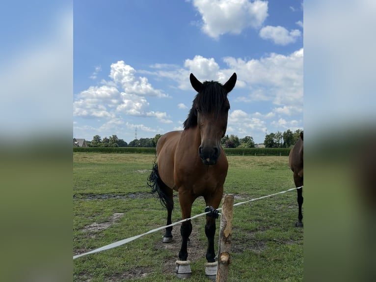 Inne konie gorącokrwiste Wałach 9 lat 163 cm Gniada in Merzen