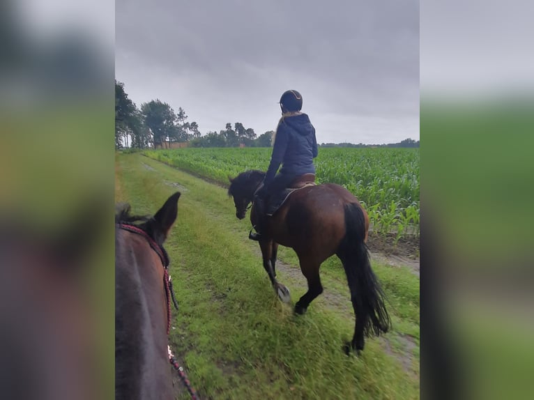 Inne konie gorącokrwiste Wałach 9 lat 163 cm Gniada in Merzen