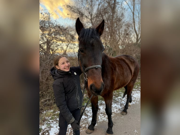 Inne konie gorącokrwiste Wałach 9 lat 164 cm Ciemnogniada in Götzendorf