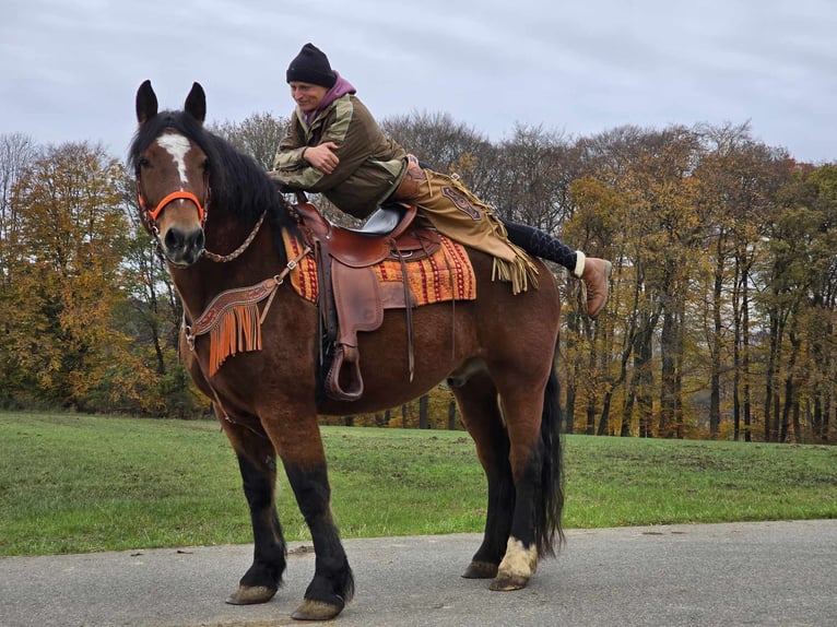 Inne konie gorącokrwiste Wałach 10 lat 162 cm Gniada in Linkenbach