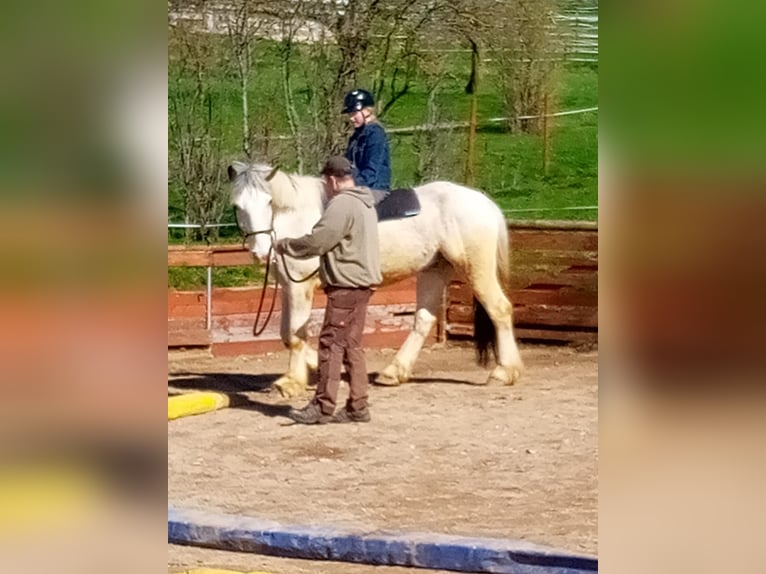 Inne konie gorącokrwiste Mix Wałach 11 lat 160 cm Siwa in Tuningen