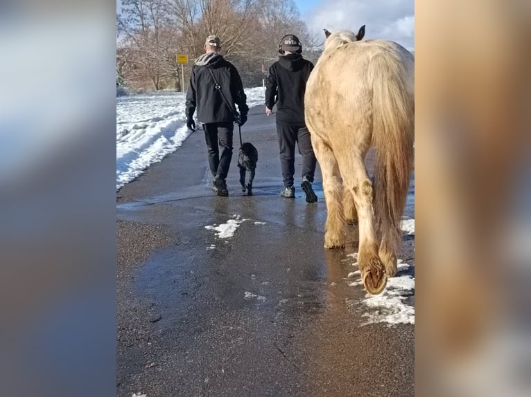 Inne konie gorącokrwiste Mix Wałach 11 lat 160 cm Siwa in Tuningen