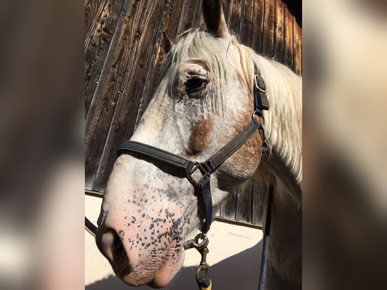 Inne konie gorącokrwiste Mix Wałach 11 lat 160 cm Siwa in Tuningen