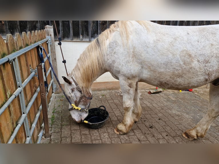 Inne konie gorącokrwiste Mix Wałach 11 lat 160 cm Siwa in Tuningen