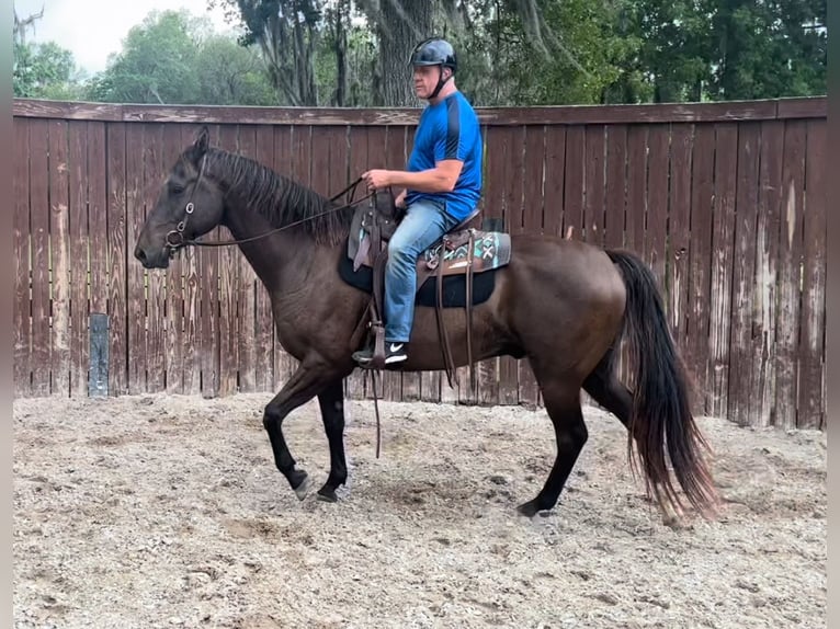 Inne konie gorącokrwiste Wałach 11 lat 163 cm Gniada in Webster FL