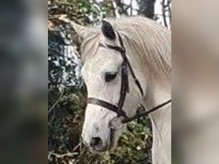 Inne konie gorącokrwiste Wałach 11 lat 165 cm Gniada in Elze Esbeck