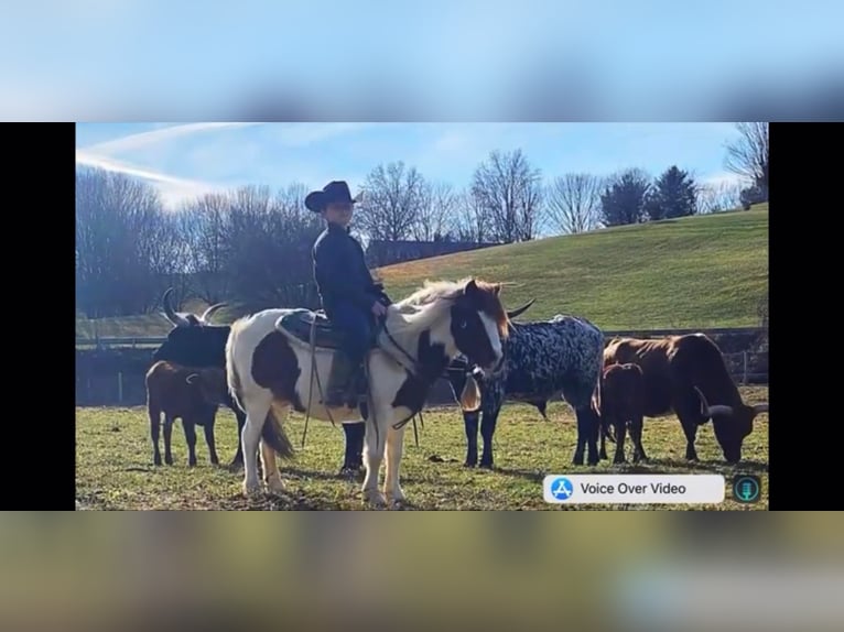 Inne konie gorącokrwiste Wałach 12 lat 122 cm Ciemnokasztanowata in Highland MI