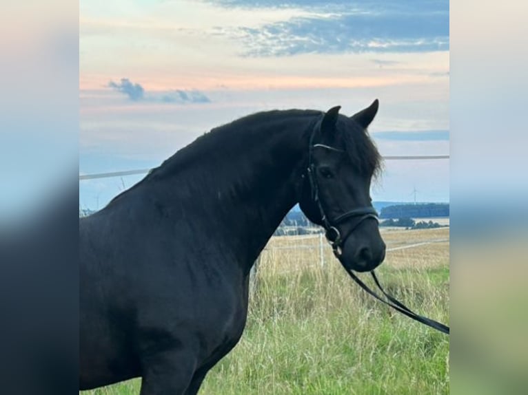 Inne konie gorącokrwiste Mix Wałach 12 lat 160 cm Kara in Heistenbach