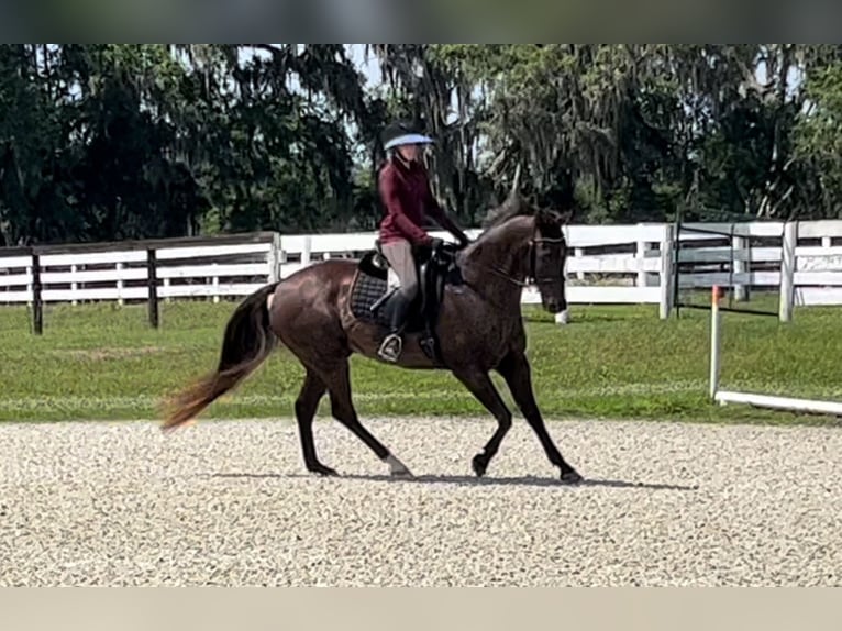 Inne konie gorącokrwiste Wałach 12 lat 163 cm Gniada in Webster FL