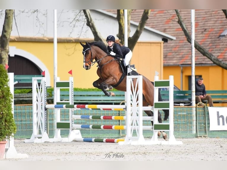 Inne konie gorącokrwiste Wałach 12 lat 168 cm Gniada in Schattendorf