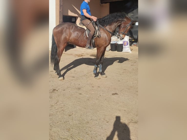 Inne konie gorącokrwiste Wałach 12 lat 172 cm Gniada in Cabanillas Del Campo