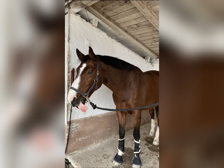 Inne konie gorącokrwiste Wałach 12 lat 173 cm Gniada in Wünschendorf, Gleisdorf