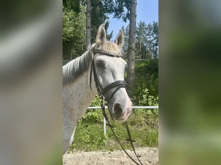 Inne konie gorącokrwiste Wałach 13 lat 160 cm Siwa w hreczce in Pelmberg