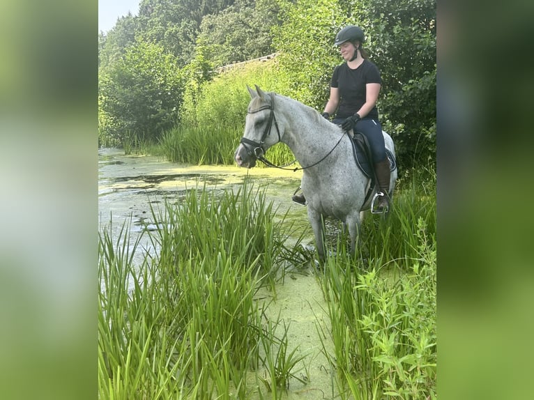 Inne konie gorącokrwiste Wałach 13 lat 160 cm Siwa w hreczce in Pelmberg