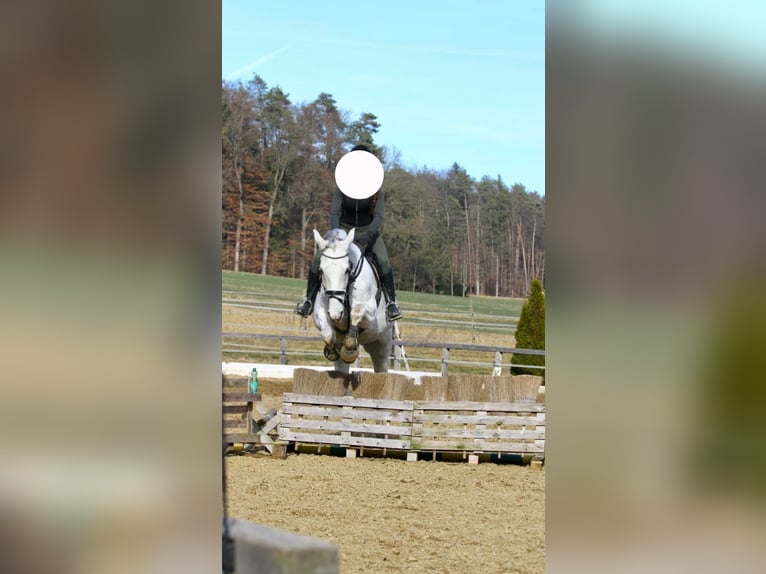 Inne konie gorącokrwiste Wałach 13 lat 170 cm Siwa in Mittergoggitsch