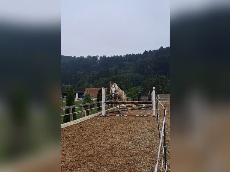 Inne konie gorącokrwiste Wałach 13 lat 170 cm Siwa in Mittergoggitsch