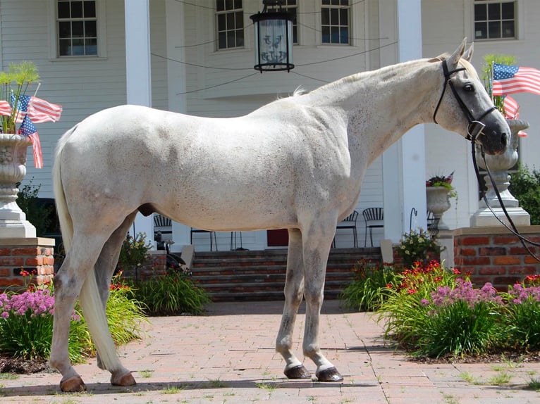 Inne konie gorącokrwiste Wałach 14 lat 168 cm Siwa in Highland Mi