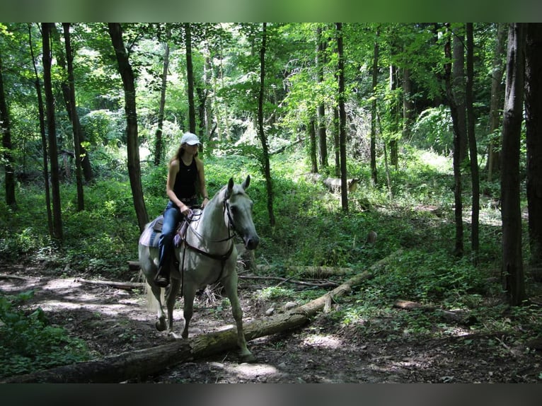 Inne konie gorącokrwiste Wałach 14 lat 168 cm Siwa in Highland Mi