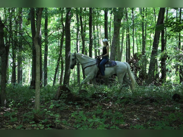 Inne konie gorącokrwiste Wałach 14 lat 168 cm Siwa in Highland Mi