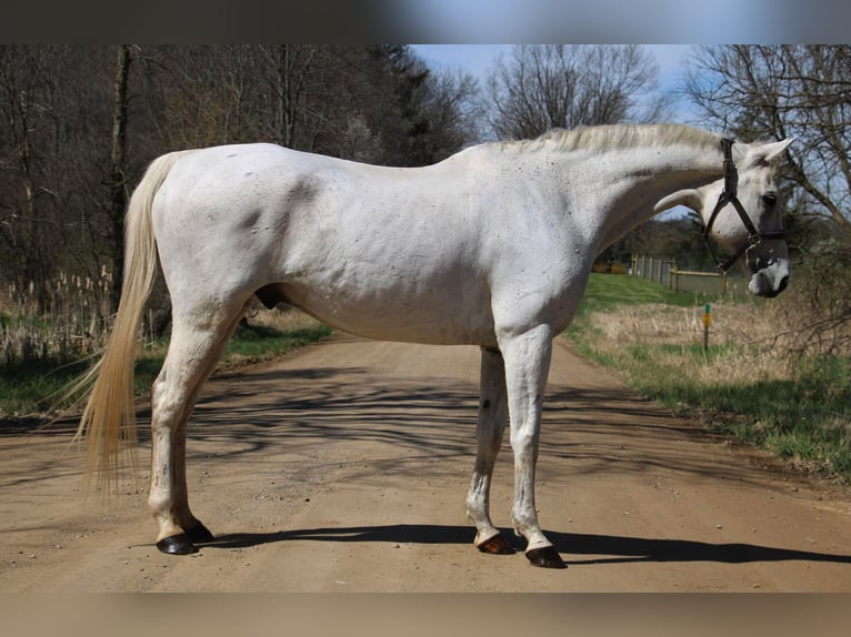 Inne konie gorącokrwiste Wałach 14 lat 170 cm Siwa in Howell MI