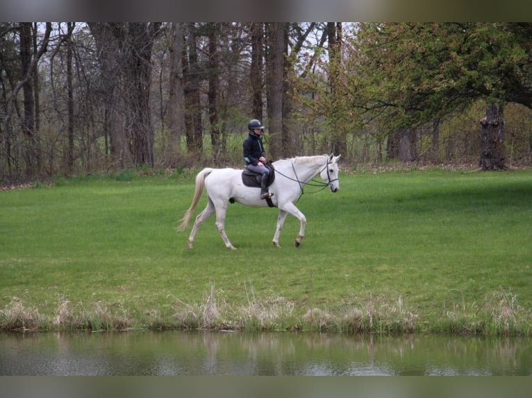 Inne konie gorącokrwiste Wałach 14 lat 170 cm Siwa in Howell MI