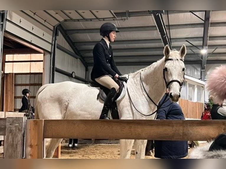 Inne konie gorącokrwiste Wałach 14 lat 170 cm Siwa in Howell MI