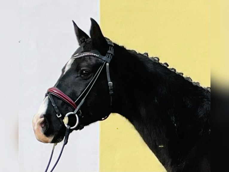 Inne konie gorącokrwiste Wałach 15 lat 166 cm Kara in Vohenstrauß