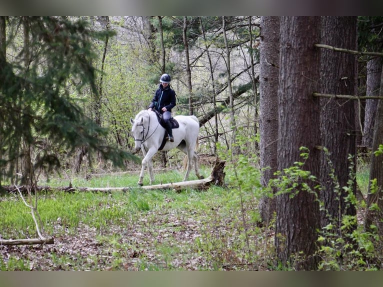 Inne konie gorącokrwiste Wałach 15 lat 170 cm Siwa in Howell MI