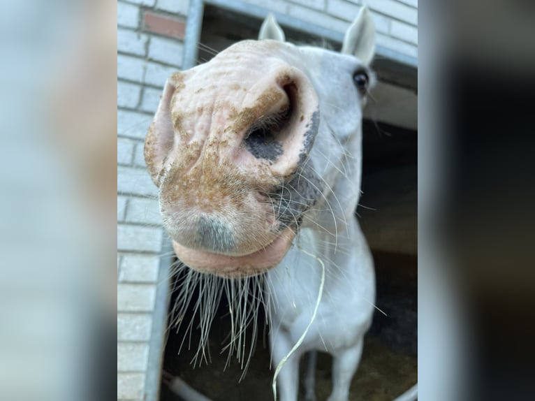 Inne konie gorącokrwiste Wałach 17 lat 172 cm Siwa in Wallisellen