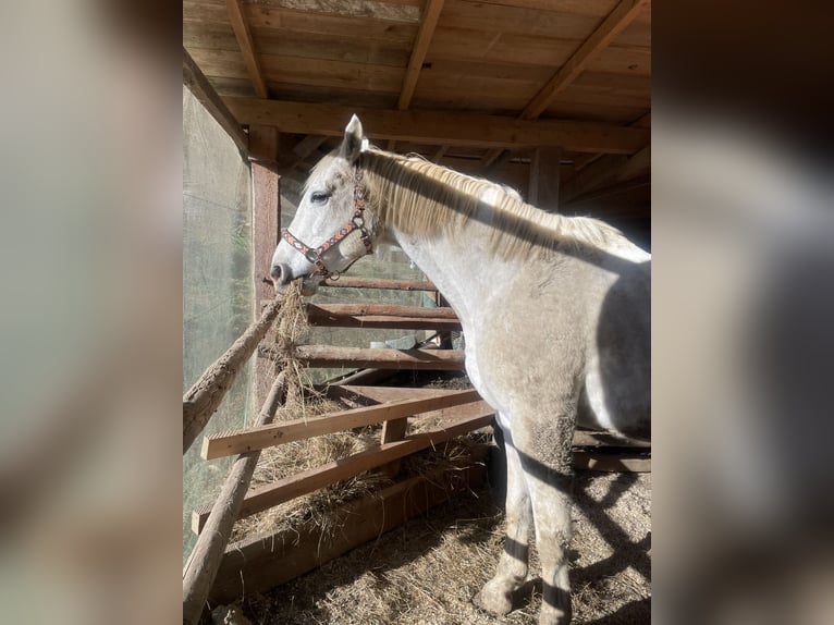 Inne konie gorącokrwiste Wałach 17 lat 180 cm Siwa in Graz