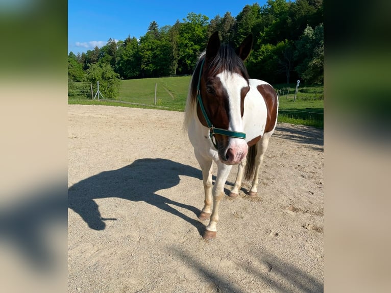 Inne konie gorącokrwiste Mix Wałach 19 lat 158 cm Srokata in Eggersdorf