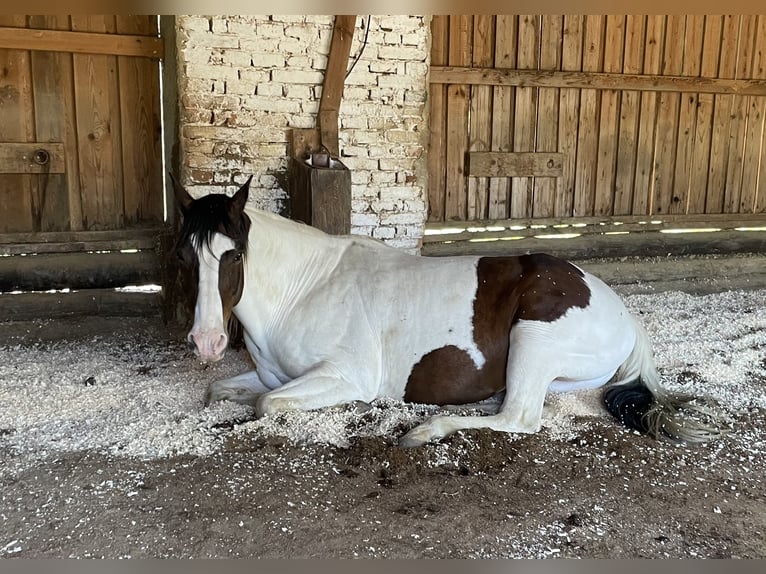 Inne konie gorącokrwiste Mix Wałach 19 lat 158 cm Srokata in Eggersdorf