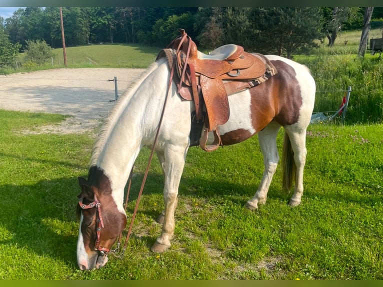 Inne konie gorącokrwiste Mix Wałach 19 lat 158 cm Srokata in Eggersdorf