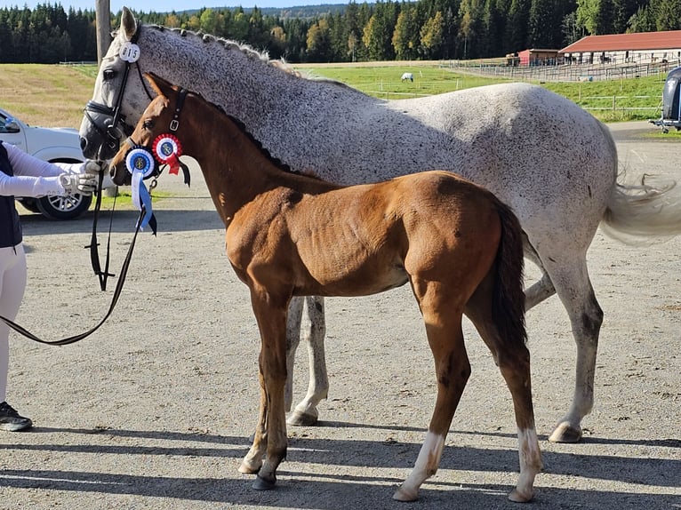 Inne konie gorącokrwiste Wałach 1 Rok 170 cm Gniada in Slattum