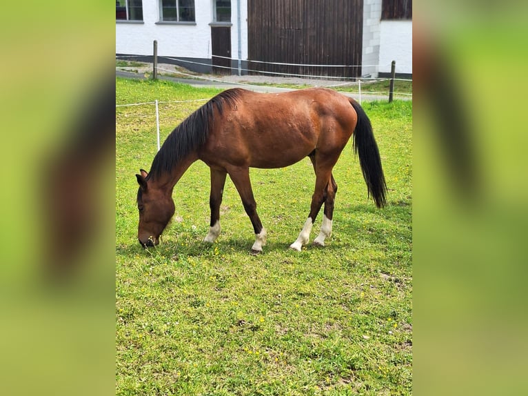 Inne konie gorącokrwiste Wałach 2 lat 168 cm Gniada in Nussdorf a. Haunsberg